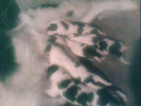 Прикачена снимка