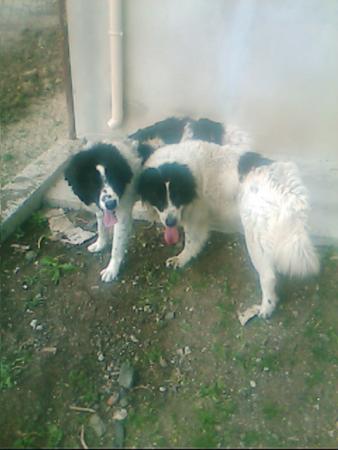Прикачена снимка
