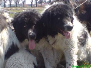 Прикачена снимка