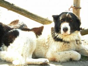 Прикачена снимка