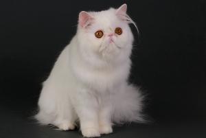 Прикачена снимка