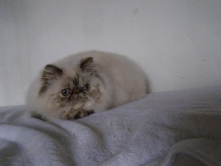 Прикачена снимка