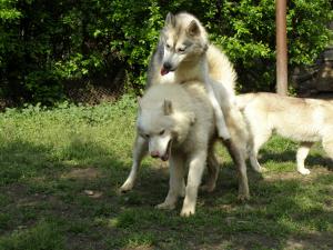 Прикачена снимка