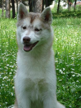 Прикачена снимка