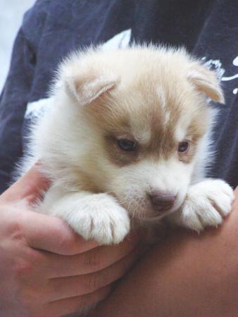 Прикачена снимка