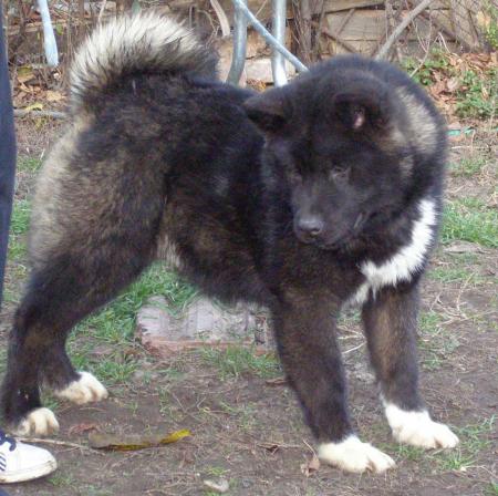 Прикачена снимка