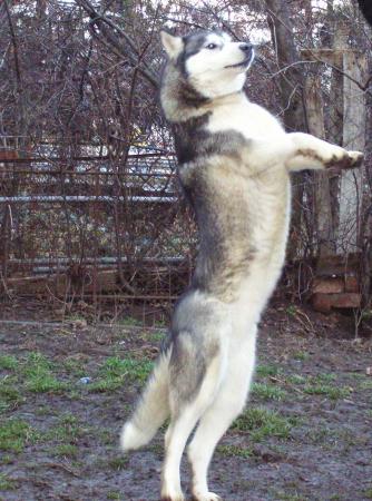 Прикачена снимка
