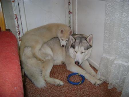 Прикачена снимка