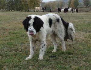 Прикачена снимка