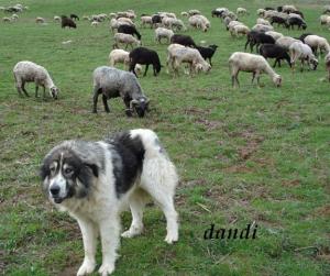 Прикачена снимка