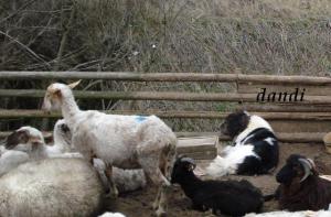 Прикачена снимка