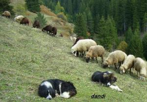 Прикачена снимка