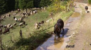 Прикачена снимка