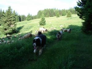 Прикачена снимка