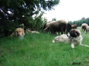 Прикачена снимка