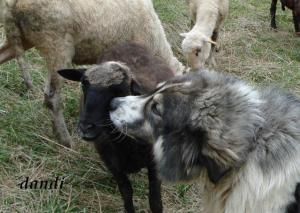 Прикачена снимка