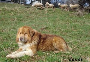 Прикачена снимка