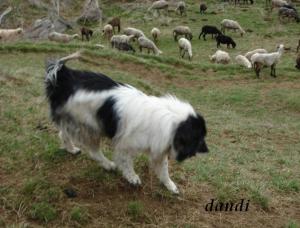 Прикачена снимка