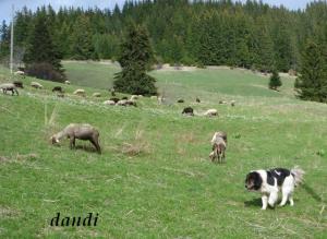 Прикачена снимка