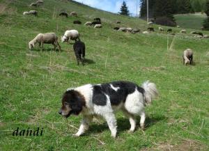 Прикачена снимка