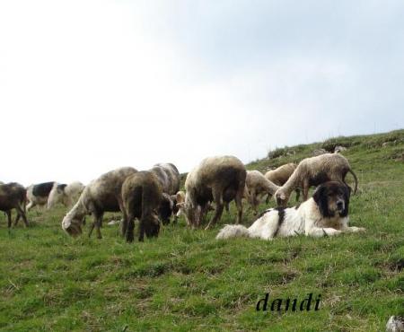 Прикачена снимка