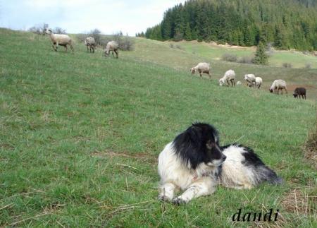 Прикачена снимка
