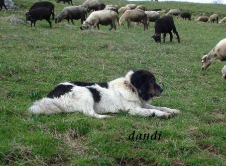 Прикачена снимка