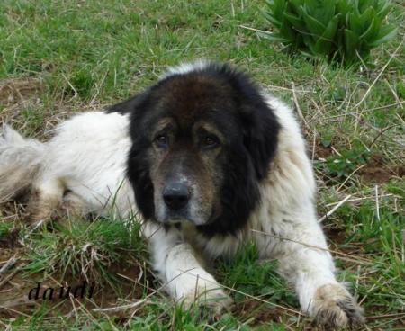 Прикачена снимка