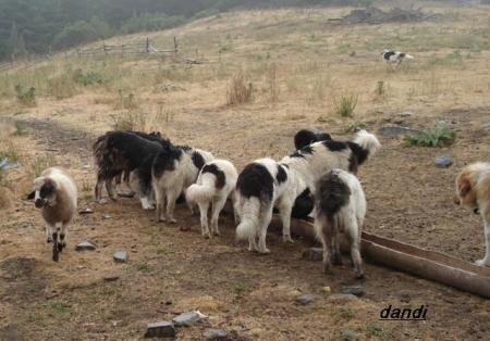 Прикачена снимка