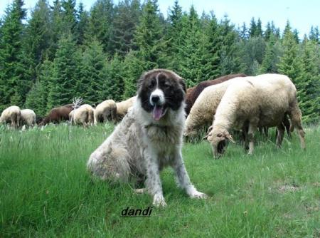 Прикачена снимка