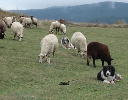 Прикачена снимка