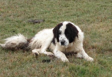 Прикачена снимка