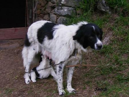 Прикачена снимка