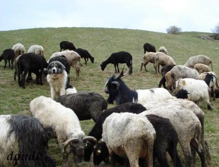 Прикачена снимка