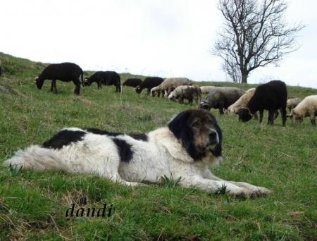 Прикачена снимка