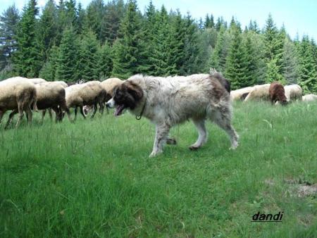 Прикачена снимка