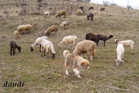 Прикачена снимка