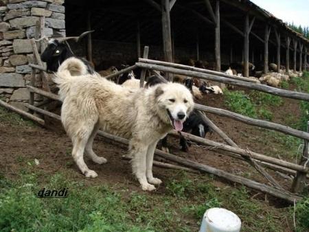 Прикачена снимка