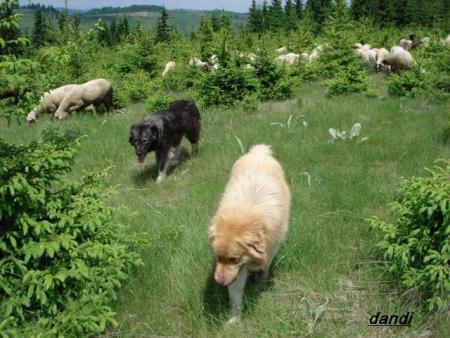 Прикачена снимка