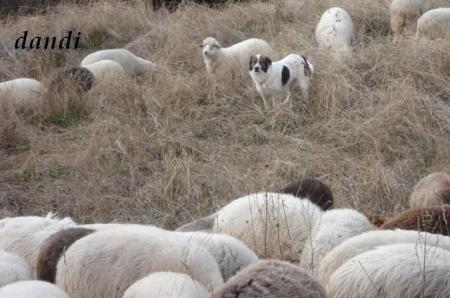 Прикачена снимка