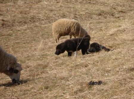 Прикачена снимка