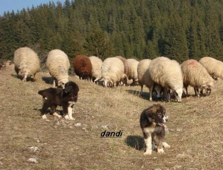 Прикачена снимка