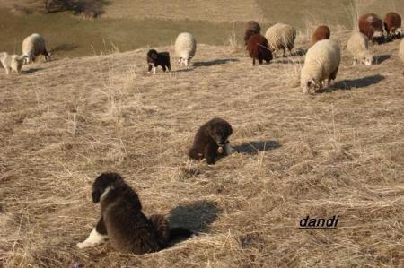 Прикачена снимка