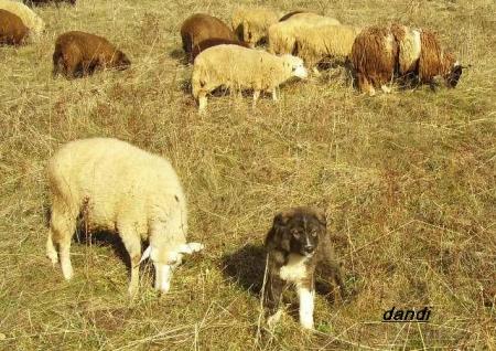 Прикачена снимка