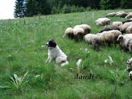 Прикачена снимка