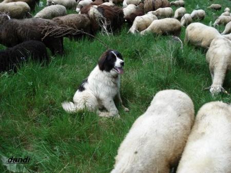 Прикачена снимка