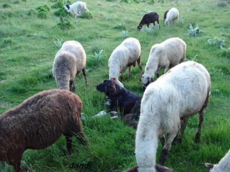 Прикачена снимка