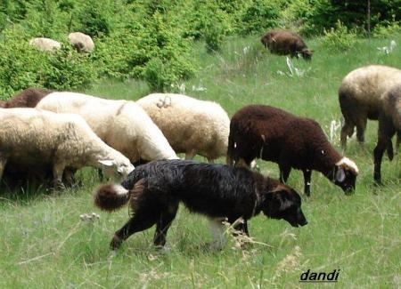 Прикачена снимка