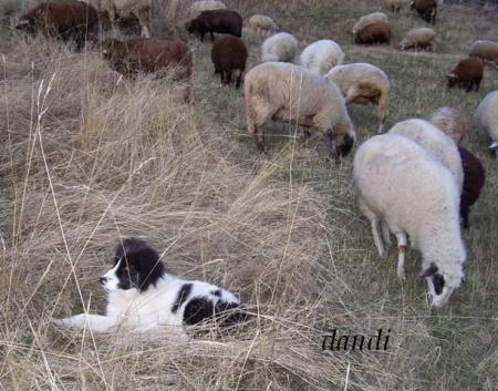 Прикачена снимка