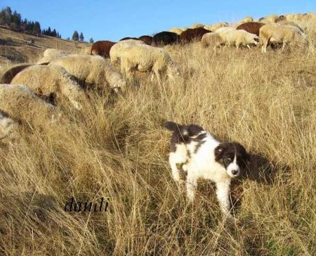 Прикачена снимка